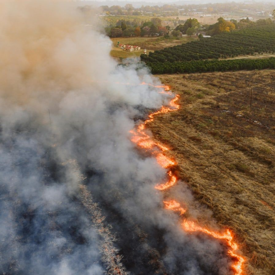 Vegetação do Cerrado em área de transição para pastagem