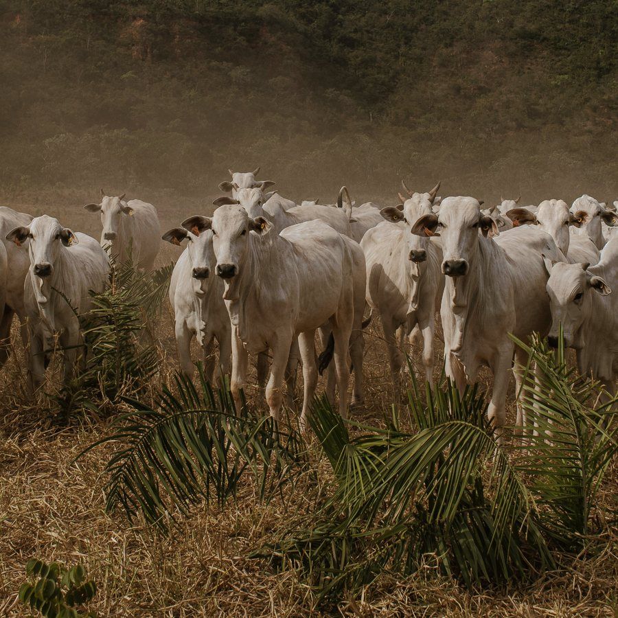 Rebanho de gado nelore em pé sobre pasto seco, com serra ao fundo